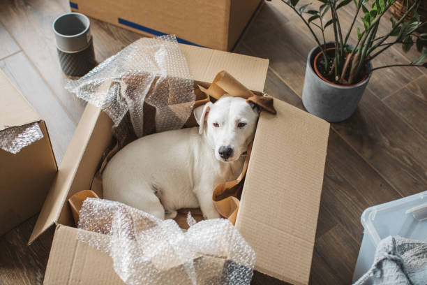 Pet Moving Services